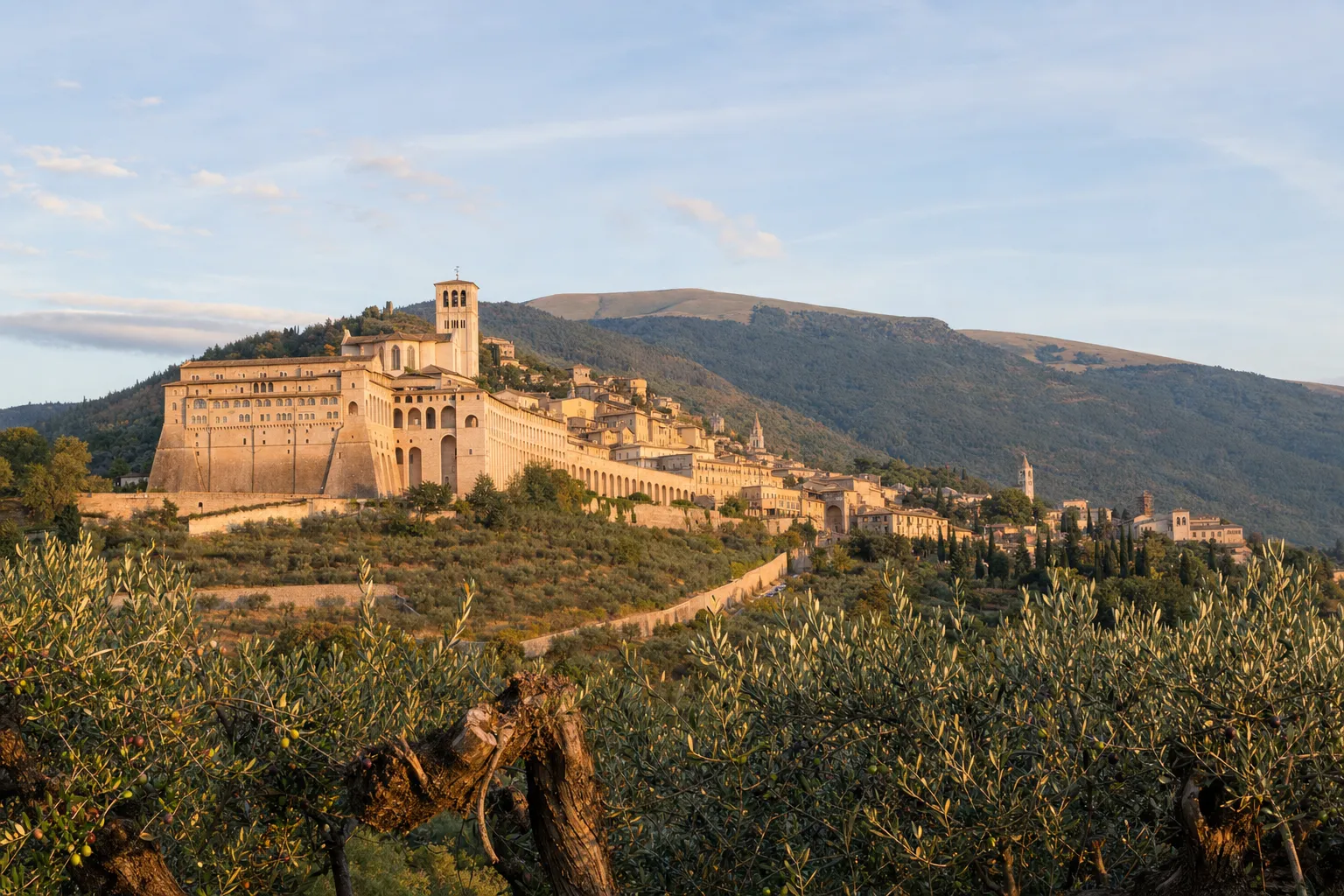 Old olive trees in golden light below Assisi, with the Basilica of San Francesco and Monte Subasio behind