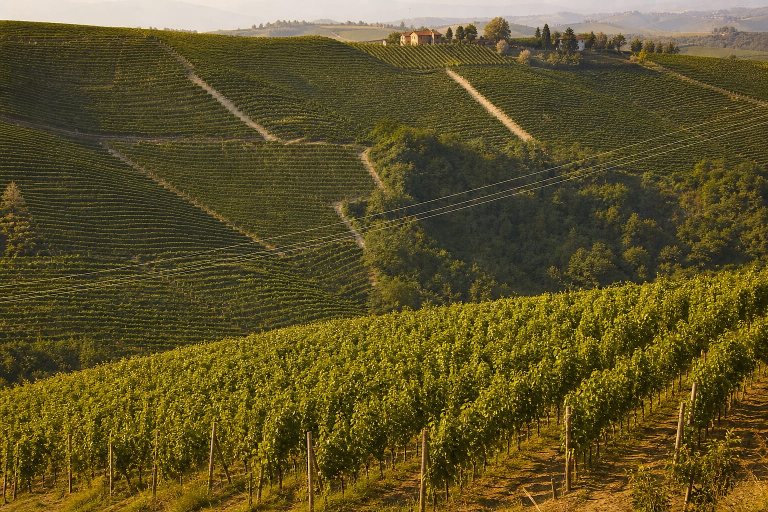 Vineyards rolling across the Langhe hills of Piedmont
