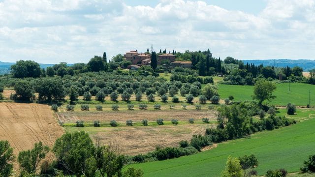 Olive groves rolling toward the hill towns of Umbria