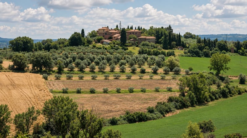 Olive groves rolling toward the hill towns of Umbria