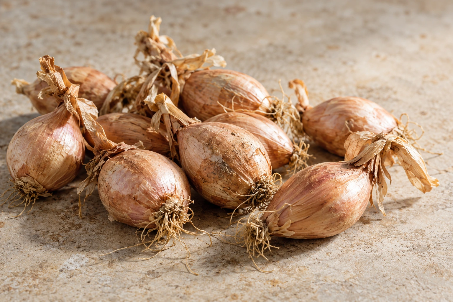Bulbi di scalogno con tuniche secche