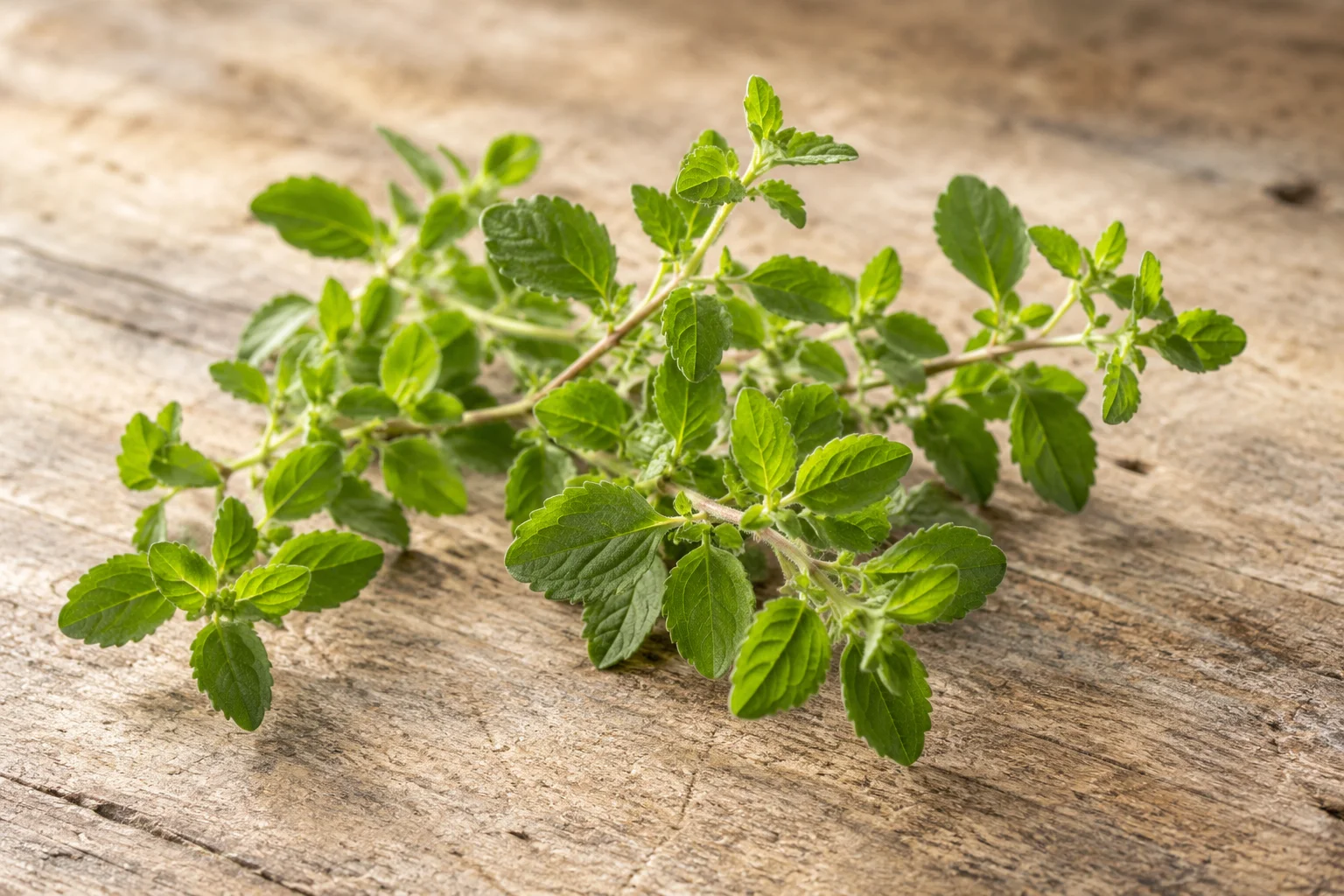 Fresh mentuccia leaves on tender stems.